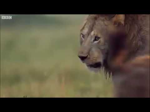 Staan my by: Lion and hyena