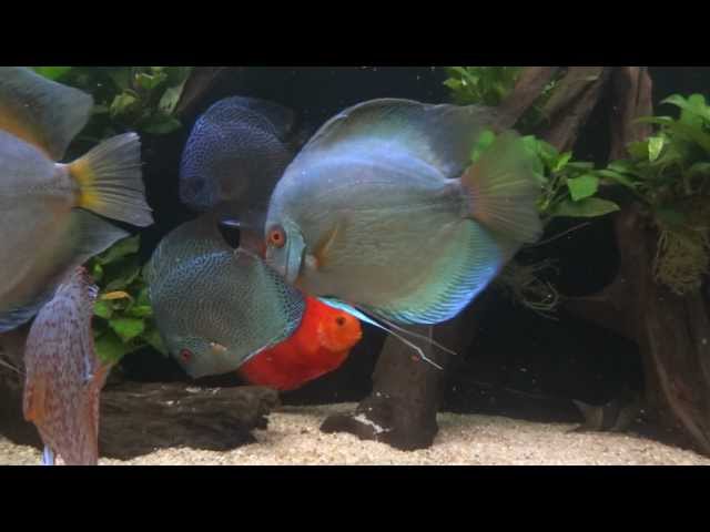 2012 Discus Aquarium Tank - 620L 1080P