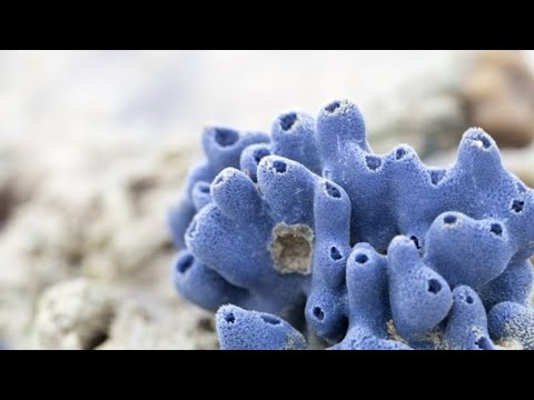 What are PORIFEROUS?