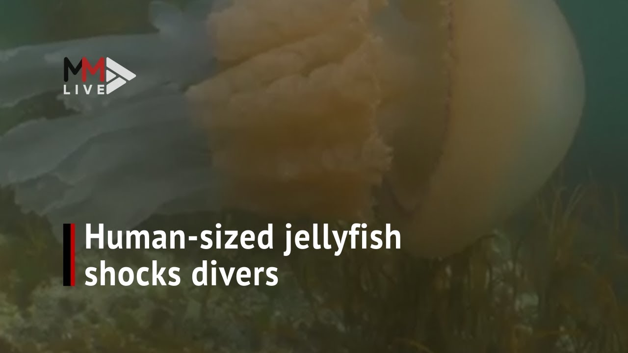 A human sized jellyfish shocks divers