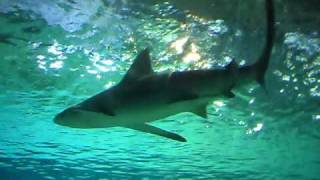 preview picture of video 'Sharks! Coex Aquarium Seoul South Korea'