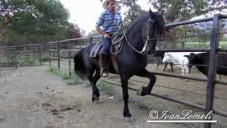 Caballo Bailador El Diamante Negro (1080p)HD