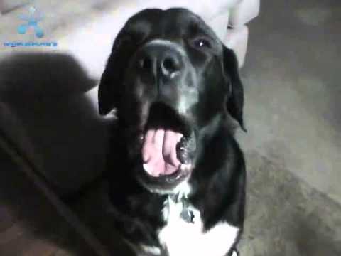 dog singing hold yuh