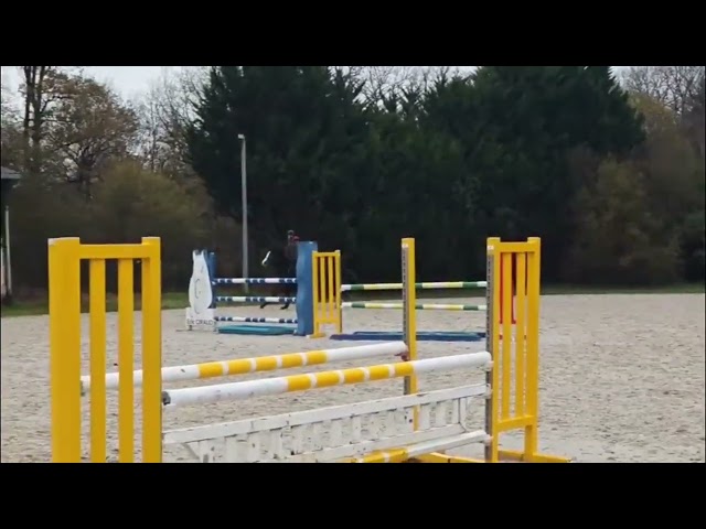 Hongre SF de 4 ans par Fidjy of Colors