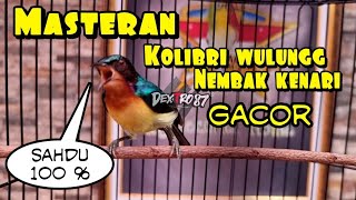 Download lagu masteran/pancingan kolibri wulung nembak kenari sahdu mp3