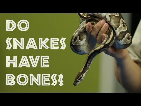 Do Snakes Have Bones