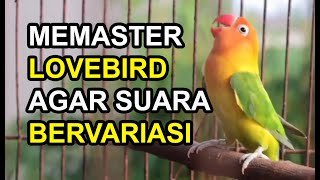 Download lagu Cara memaster LOVEBIRD agar memiliki SUARA lebih BERVARIASI mp3