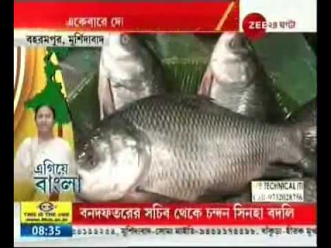 download lagu mp3 mp4 Smartfish Kolkata, download lagu Smartfish Kolkata gratis, unduh video klip Smartfish Kolkata