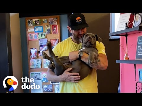 Guy Brings His 20 Rescue Dogs To The Groomers | The Dodo