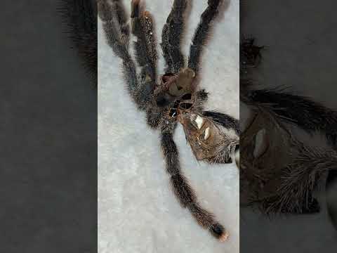 Sexing Taiba's moult. Confirmed Female 🎉🎉🎉