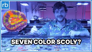Unboxing A Global Shipment At A Coral Importer - INSANE Scolymia