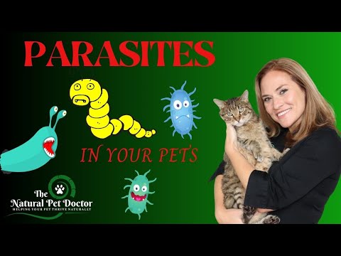 Top Natural Remedies For Parasites In Your Dogs & Cats