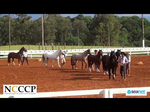 Credenciadora Mista - NCCCP 2022