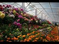 OOTY BOTANICAL GARDEN E FLOWER SHOW 2020 HD