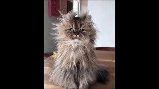 Прикольные животные!!!
