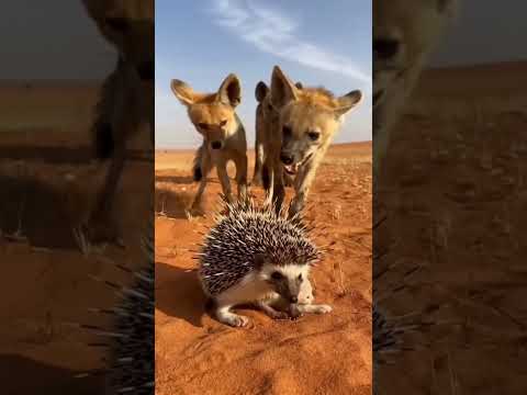 Will the Porcupine Stand Tall Against the Predator’s Onslaught? #Hippo #jaidmeel  #leopard #wildlife