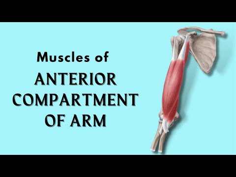 Muscles of Anterior Compartment of Arm | Anatomy Tutorial | Doctor Speaks