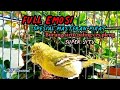 Sirtu Gacor Full Emosi 100 Ampuh Untuk Pancingan Pikat Bunyi Fighter Sirtugacor Srfchannel3881