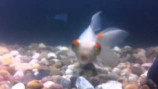 Kev the fish singing Heal the World