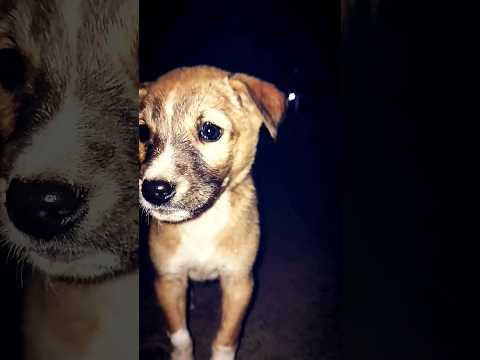 #emotional #cute #dog #shorts #anvida