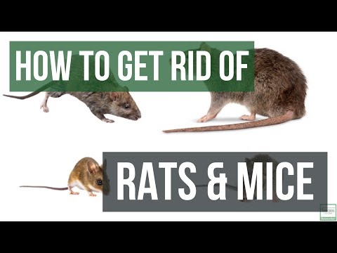 How to Get Rid of Rats and Mice Guaranteed- 4 Easy Steps