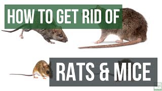 How to Get Rid of Rats and Mice Guaranteed- 4 Easy Steps