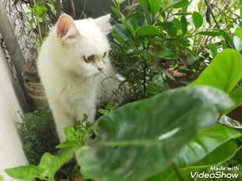 Persian cat   (Oliva)