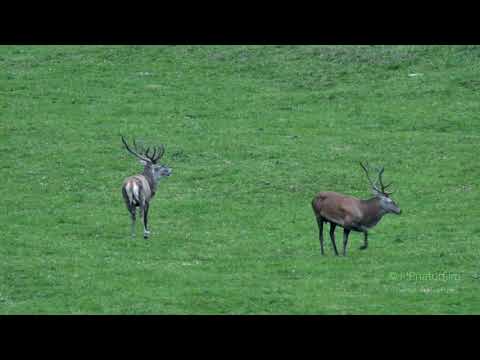 Hirschbrunft in den Bergen - Deer rut in the mountains
