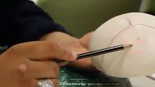 Anatomy of The Calvaria