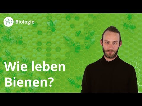 Bienen: Leben im Bienenstock - Biologie | Duden Learnattack