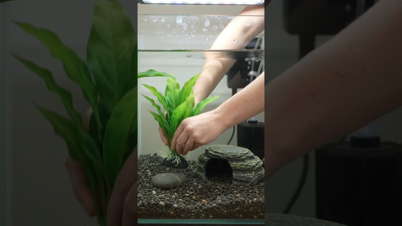 How to Set -up Betta Fish Tank #bettafish #aquarium