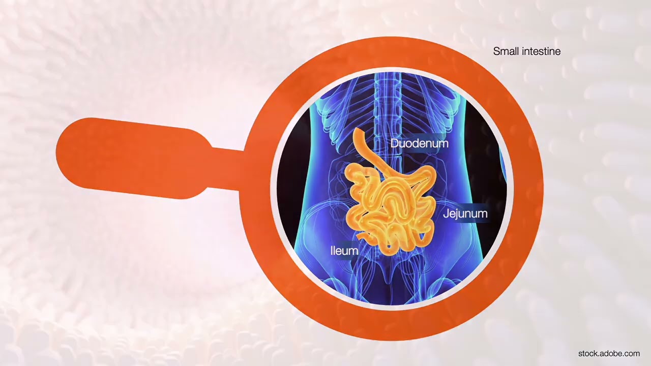 The complexity of the digestive system - Anatomy