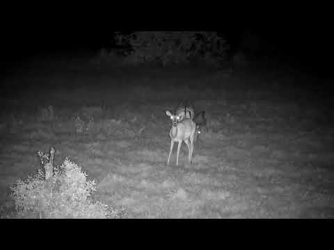 Djuma: Impala male and female grazing - 00:05 - 11/23/2022