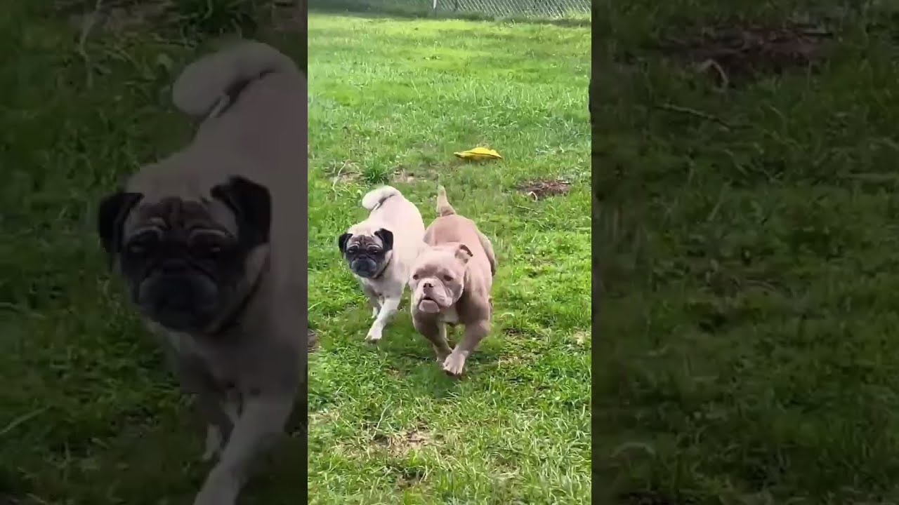 Enlarge Glinda, a Adopted mixed breed in Watertown, WI video 3/6