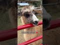 llama 🦙🦙 shortsfeed yt fypage foryou trending viralvideo explore usa