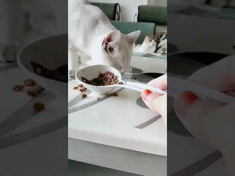 Daily cat eating and Lovely Cat eating their food || Explorer Cat 's Family