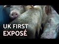 UK FIRST INVESTIGATION INSIDE PIG GAS CHAMBER (Pilgrim’s Pride, Manchester)