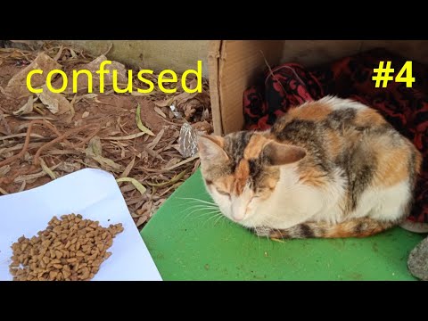 mother cat missing her kittens and returns to her place without them #part4