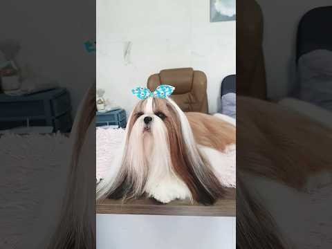 #Shihtzu Silky long Hair 😻🐩😻 # Beautiful and Cute Dogs#Amazing Animals #Shorts