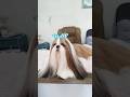 Shihtzu Silky Long Hair Beautiful And Cute Dogs Amazing Animals Shorts