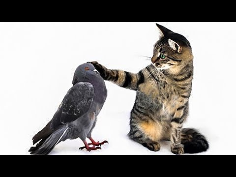 Vidéos drôles de pigeons qui ennuient les chats et les chiens - pigeons vs chiens et chats | compilation d'oiseaux drôles