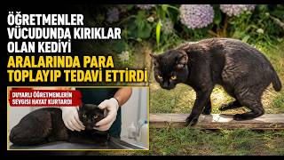 Öğretmenler Vücudunda Kırıklar Olan Kediyi Aralarında Para Toplayıp Tedavi Ettirdi