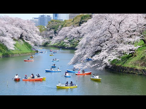 Chidorigafuchi Moat Park | Best Cherry Blossom Viewing Spot in Tokyo Japan