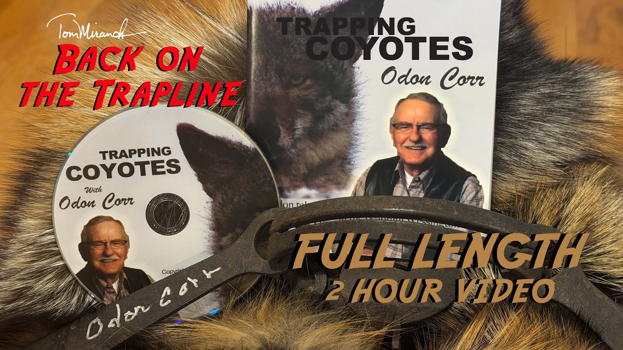 COYOTE TRAPPING WITH ODON CORR