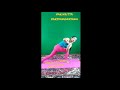 Charamsukh Chawl House Part 1 Ullu Original New Web Series Kooku Original Ullu App Ullu