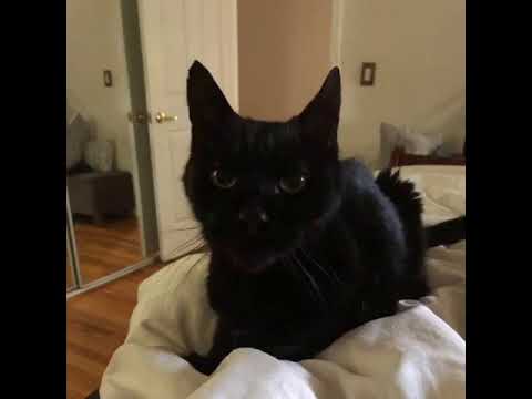 cat cures headache - YouTube