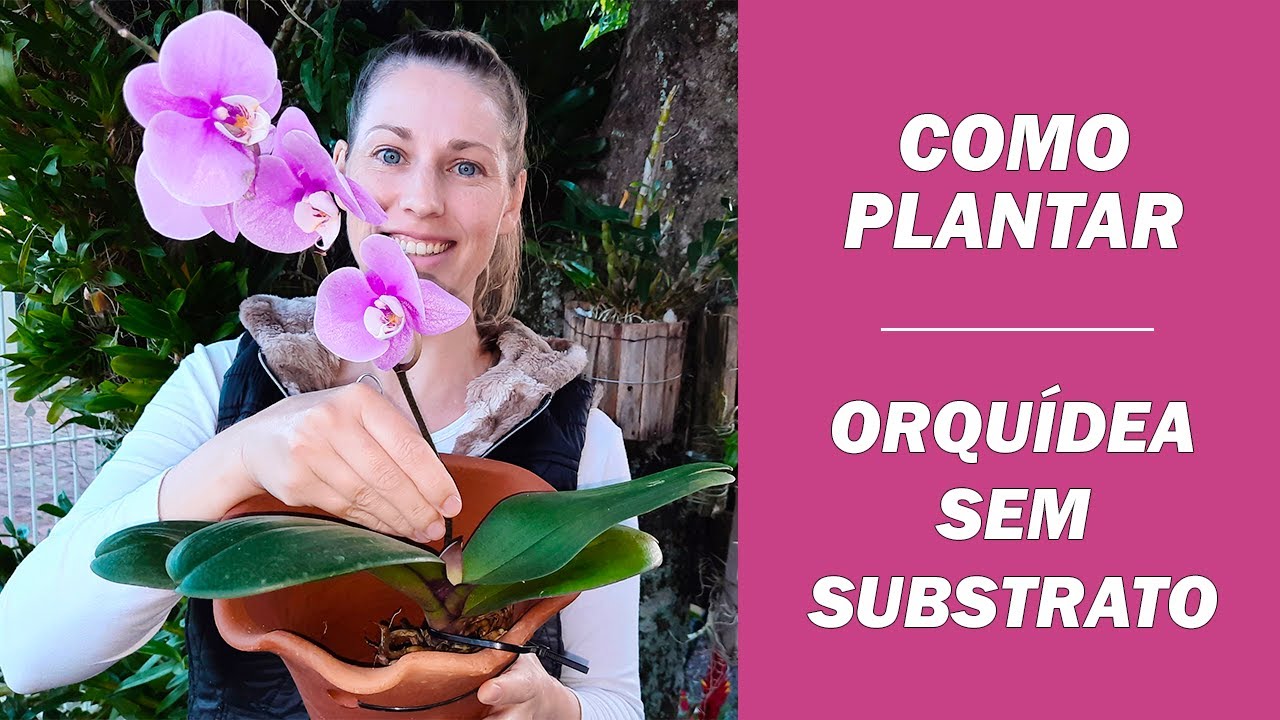 COMO PLANTAR ORQUÍDEA SEM SUBSTRATO