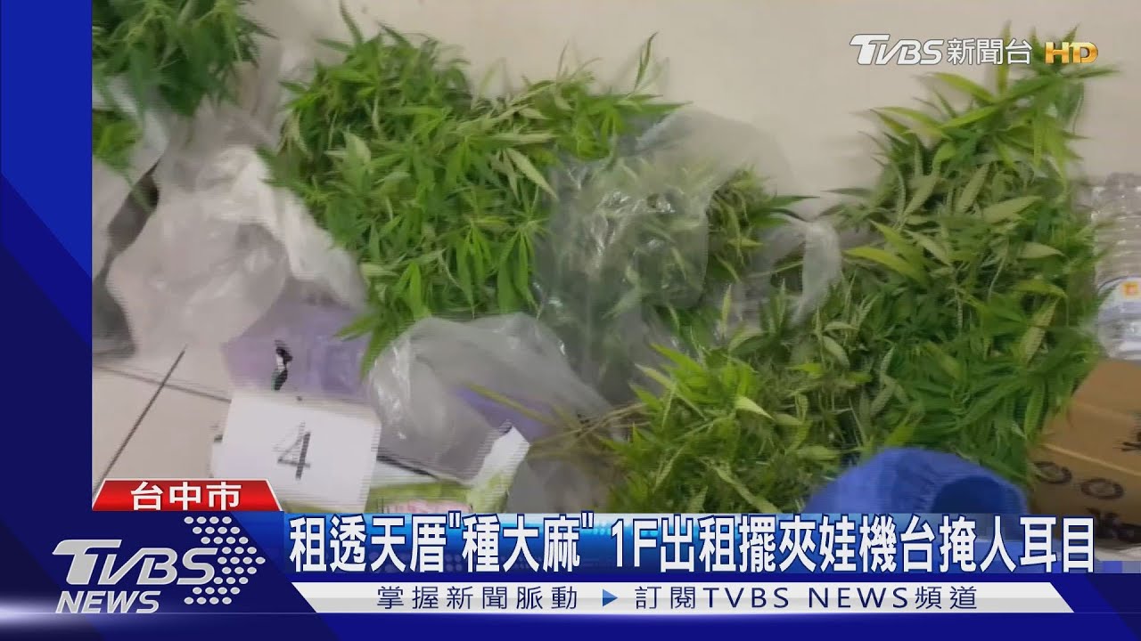 租透天厝「種大麻」 1F出租擺夾娃機台掩人耳目