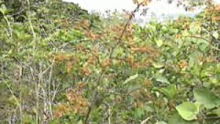 Caatinga - um bioma tipicamente brasileiro.