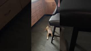 Video preview image #1 Chihuahua-Unknown Mix Puppy For Sale in Mechanicsburg, PA, USA